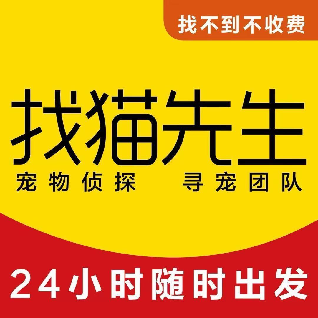 找猫先生